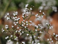 Valeriana jatamansi